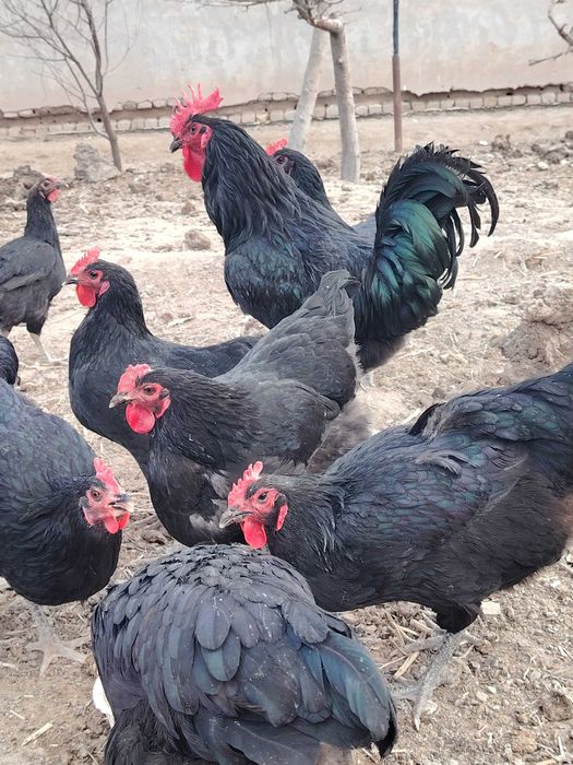 Gigan qora shaxzoda tuxumlari, jojalari sotiladi. Urganchda