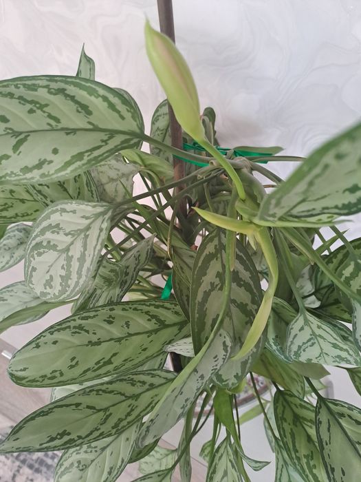 Аглаонема (Aglaonema)