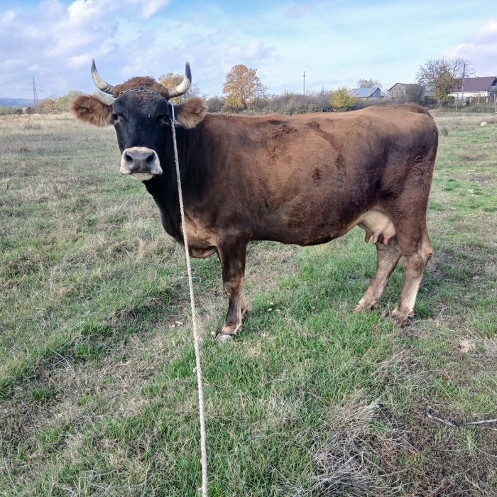 Vand vaca bruna gestanta