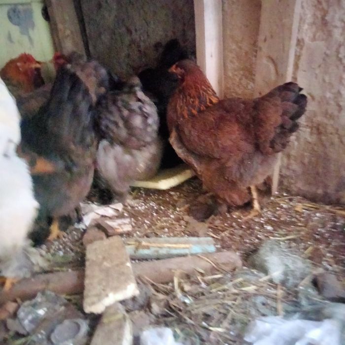 Продается куры брама