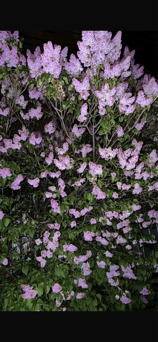 Сирень букеты алматы