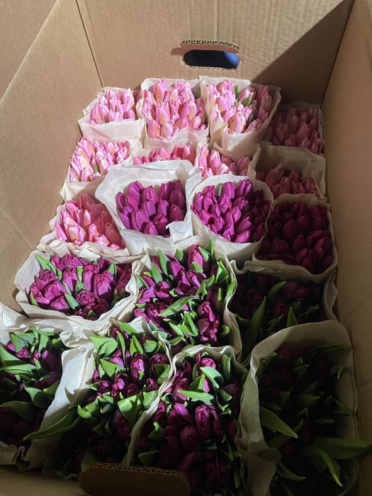 Тюльпаны белорусские премиальные