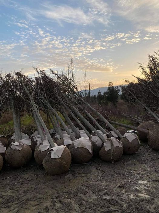 Tei platan stejar rosu