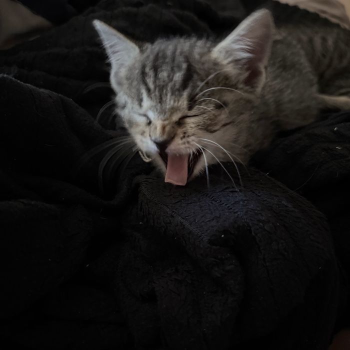 Котята 8 недель, в добрые руки