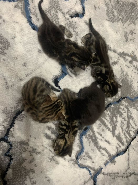 Toza zotli bengalskiy mushuk bolalari sotiladi