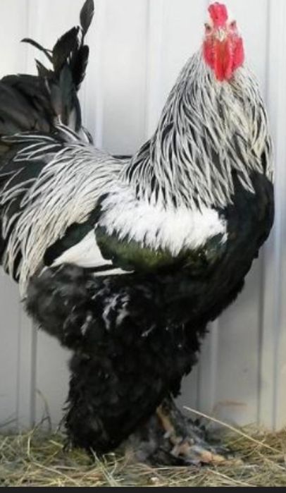 Продам Петух брама