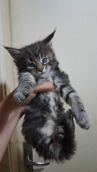 Мейн куун котенца