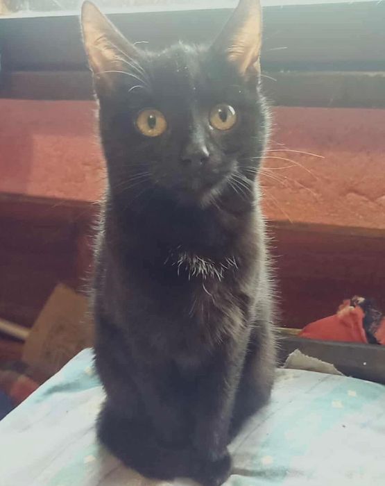 Младо, кастрирано женско коте търси дом