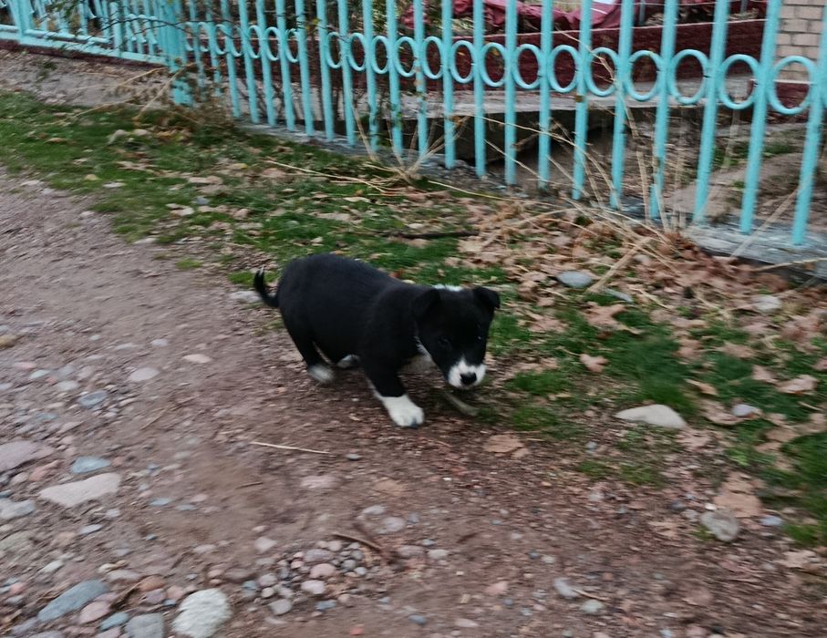 Отдадим в добрые руки