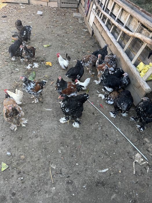 De vânzare brahma bobat si portelan