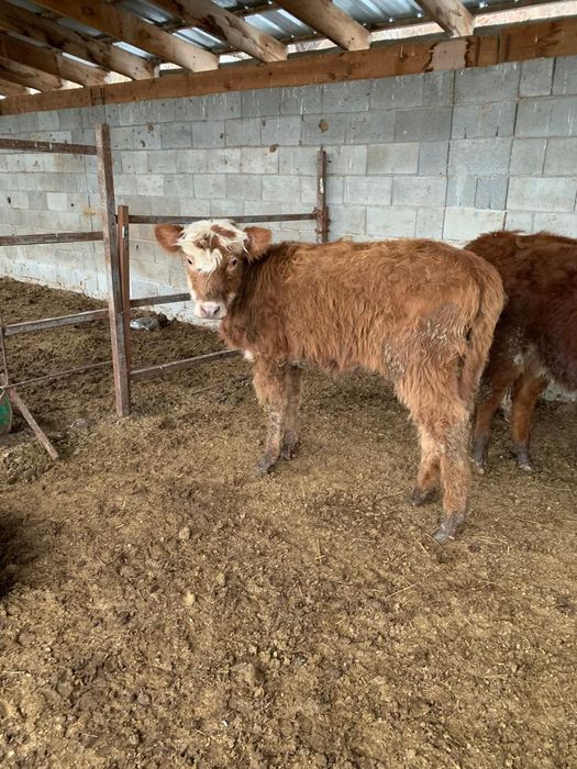 Ұрғашы бұзау сатылады