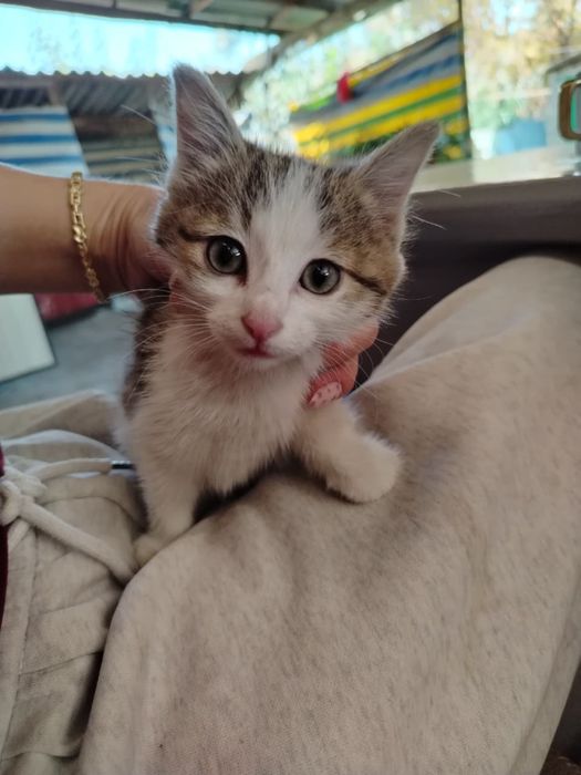 Котенок котята мысык в добрые руки