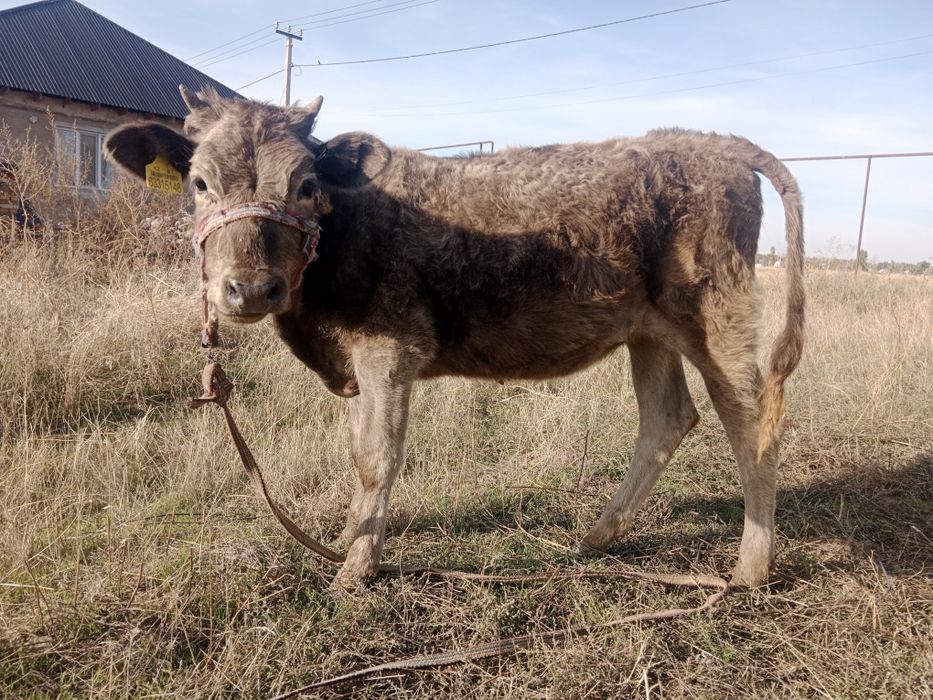 Бұзаулар сатылады