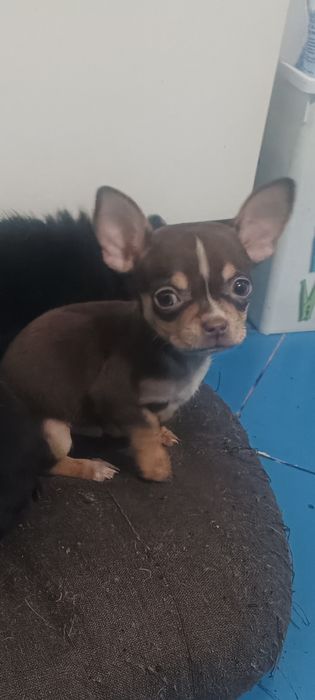 Vând cățel de Chihuahua