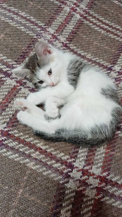 домашние котята и кошки!