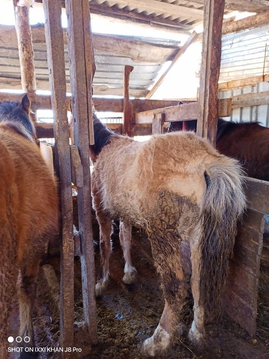 Продам годовалые тайчики