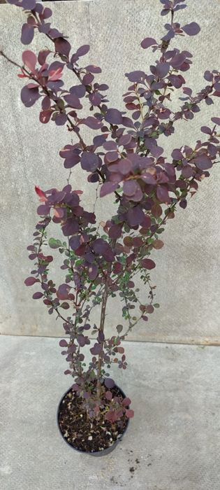 Продажа кустарников