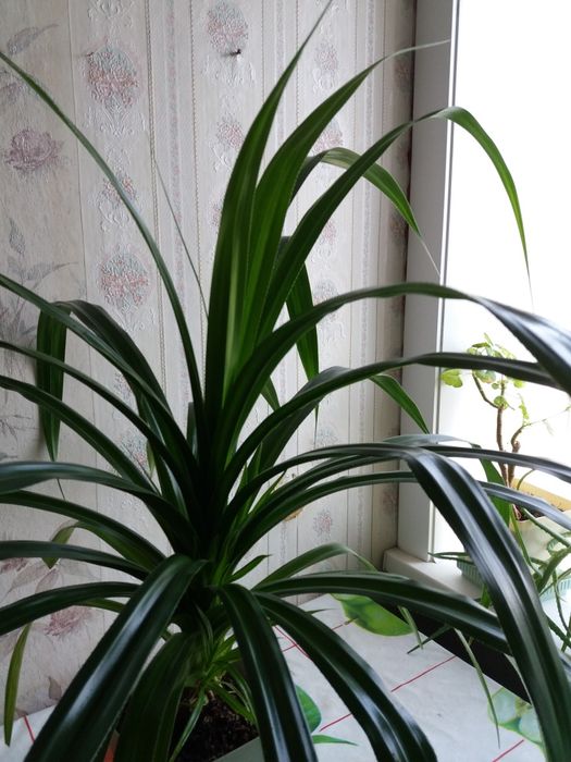 Срочно продам комн цветок " Пандаус"