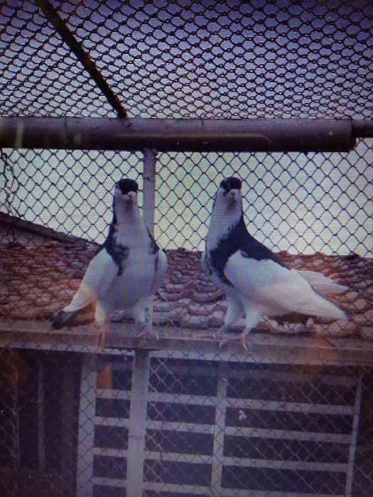 Пазарджишки гълаби високолетачи съсфдобри полети