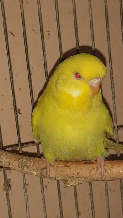 Выставочный волнистый попугай