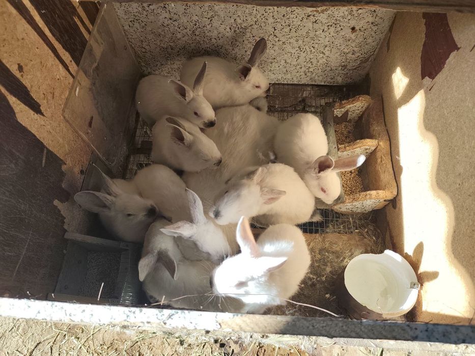 Кролики 1 мес 1 КГ +