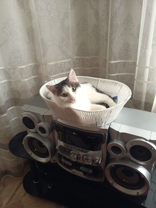 Отдам котика в добрые хорошие руки