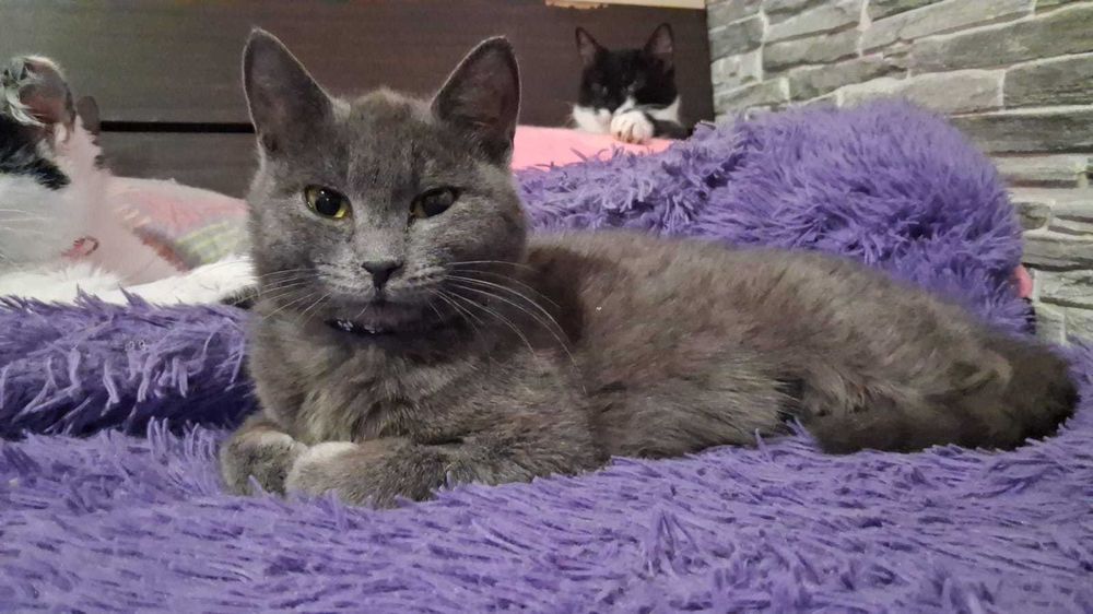 Кошечка САЛЛИ, ей чуть больше года