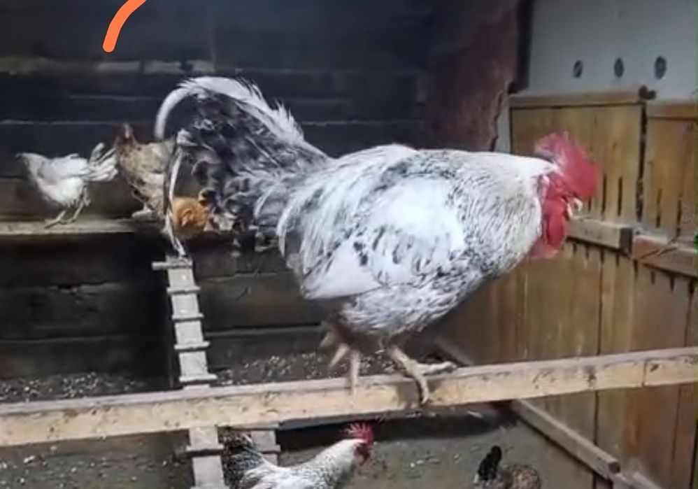 Барковский борвистый петух