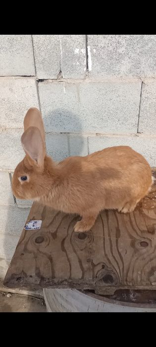 Продам кроликов, кролчат