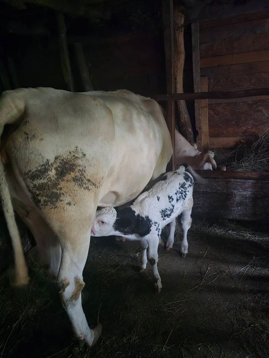 Vaci de vanzare cu vitei langa ele si o junica