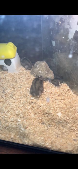 Vand hamsteri de companie