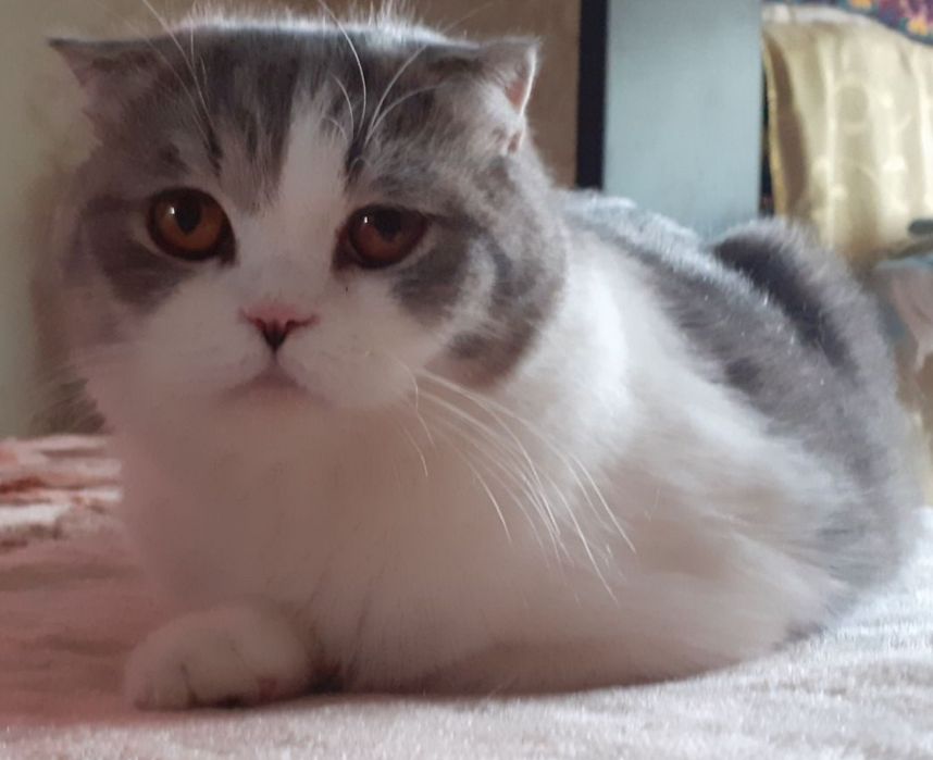 Срочно нужен кот скоттиш страйт для вязки!