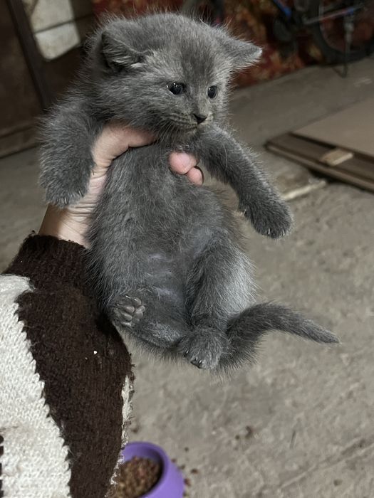 Котенки 1,5 месяца