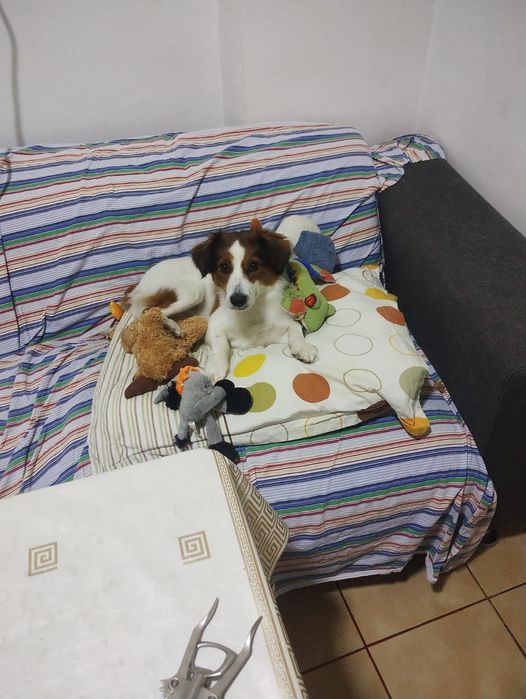 Fetița spre adopție