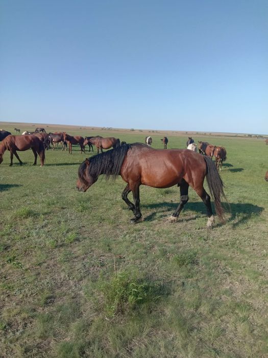 Продам айгыр 6лет привозной обмена нет