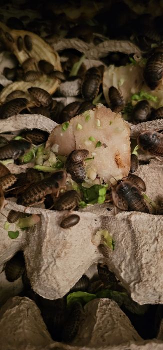 Gandaci Dubia hrana