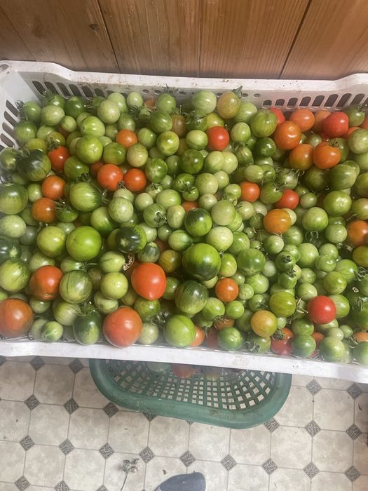 Продам помидоры черри.