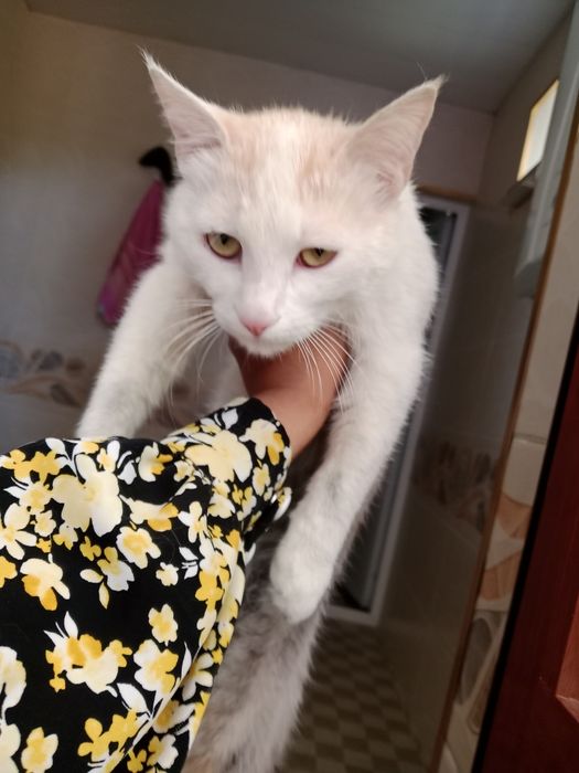 Hadiyaga bermohchiman