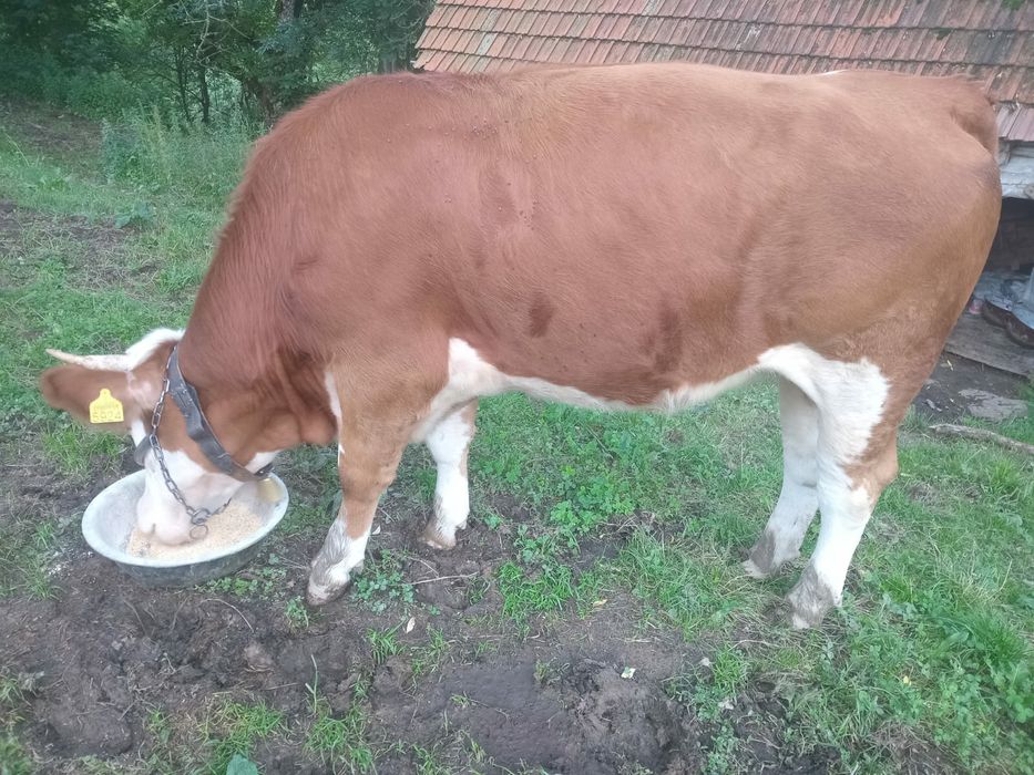 Vând vacă și o junincă