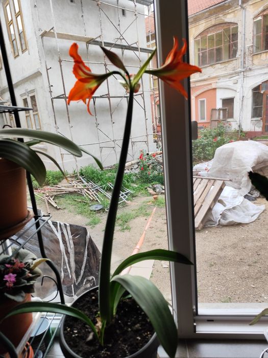 Vând flori de apartament ,Crin regal și Cactus.