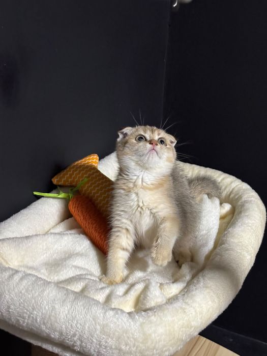 Шотландские котята шиншилла