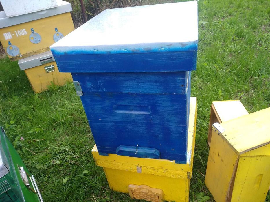 lazi / stupi de albine