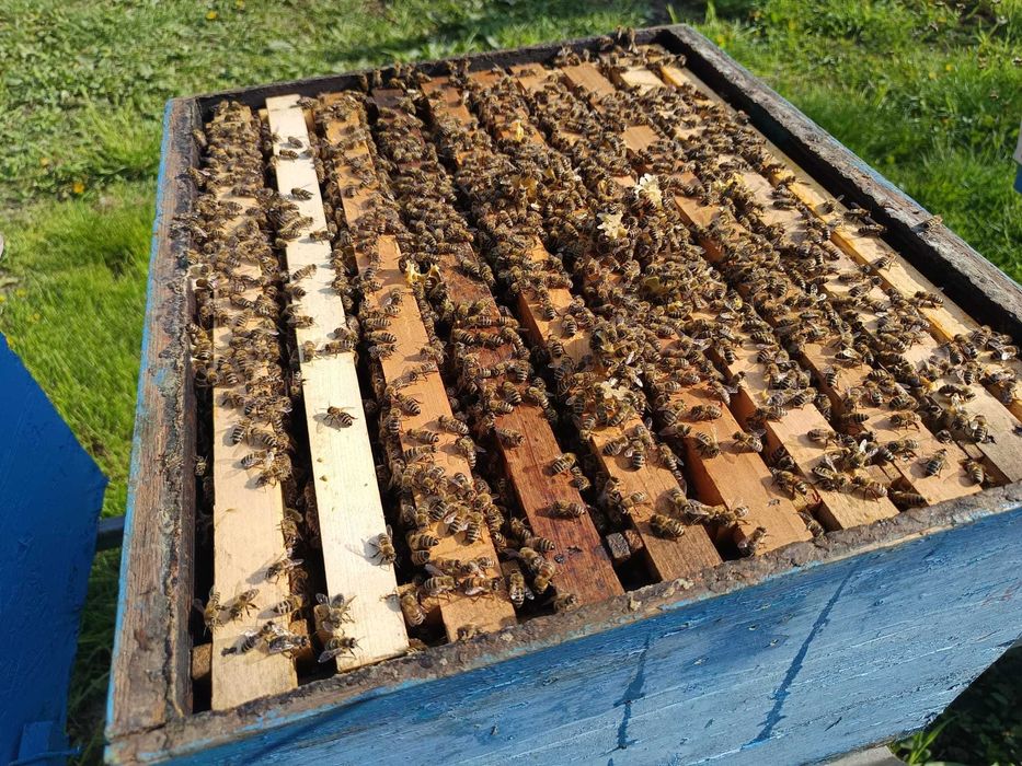 Vand 10 familii de albine