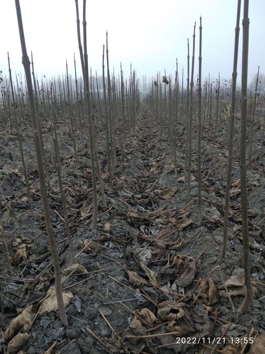 Pavloniya FTE Navi sotiladi