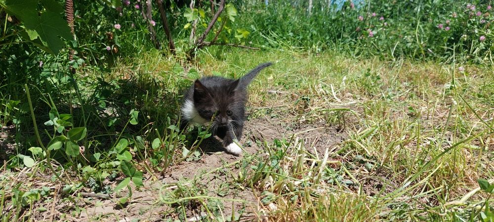 Отдам котят бесплатно