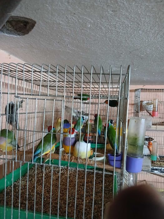 Продавам гулдови папагалови и други амадини