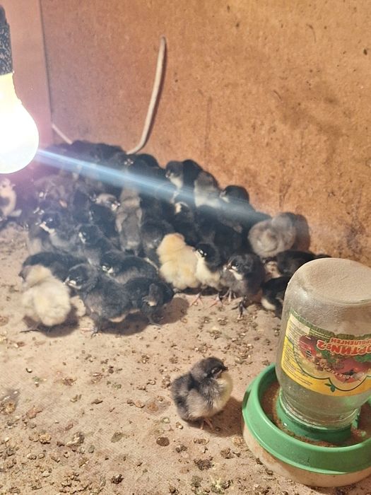 Австролп балапандары