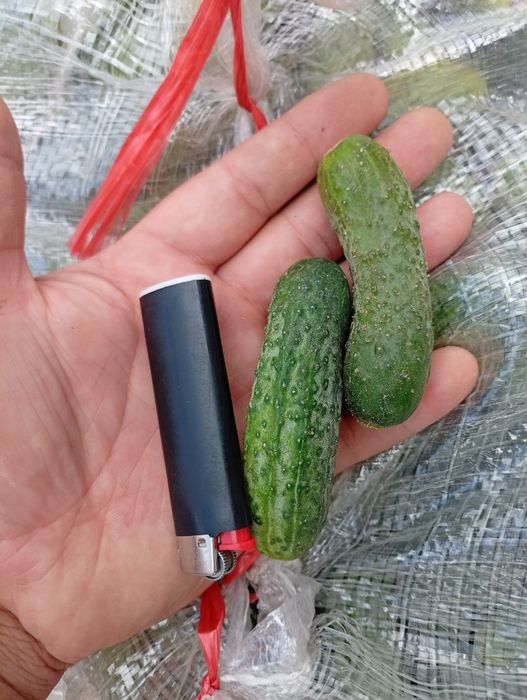 Огурци Корнишоны и средние На сегодня
