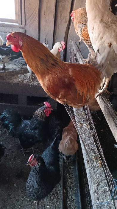 Инкубационное яйцо куриное