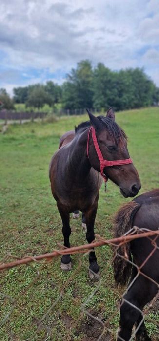 Iapa tanara și mânz de 4luni